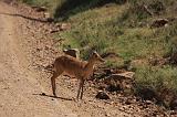 TANZANIA - Serengeti National Park - Gazzella di Reedbuck - 2